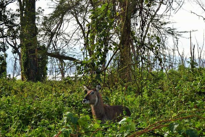 7 Days Maasai Mara - Lake Nakuru - Lake Naivasha - Amboseli Safari - Included Amenities and Activities