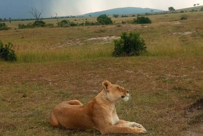 7 Days Maasai Mara - Lake Nakuru - Lake Naivasha- Amboseli Safari. - Transportation and Accommodations