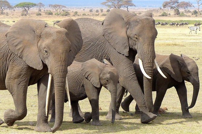 7 Days Mara/L.Naivasha/L.Nakuru/Amboseli - Travel Advisories