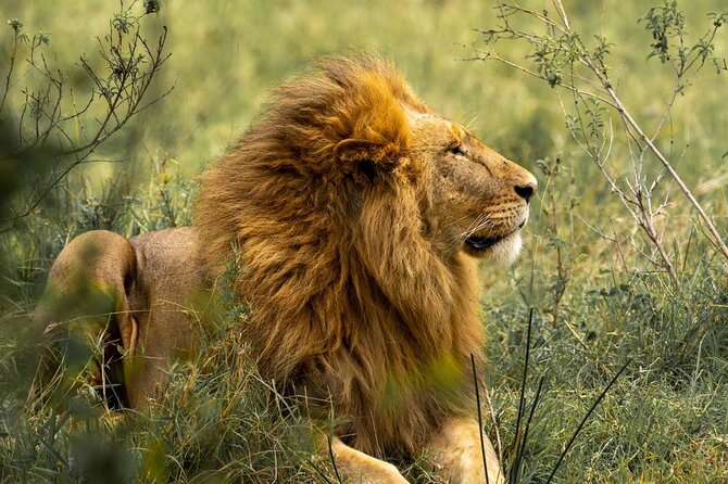 7 Days PRIVATE Best of Tanzania Safari *Departing Everyday* - Relax in Luxury Accommodations
