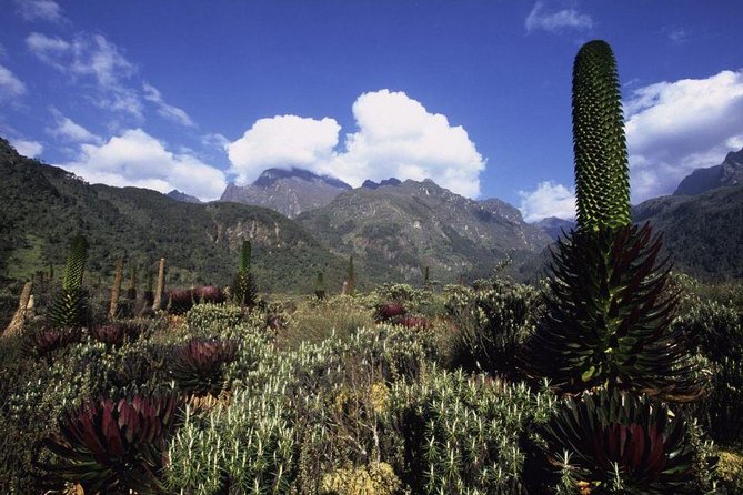 7 Days Rwenzori Summit (Margherita Peak) Hike - Safety and Fitness Considerations