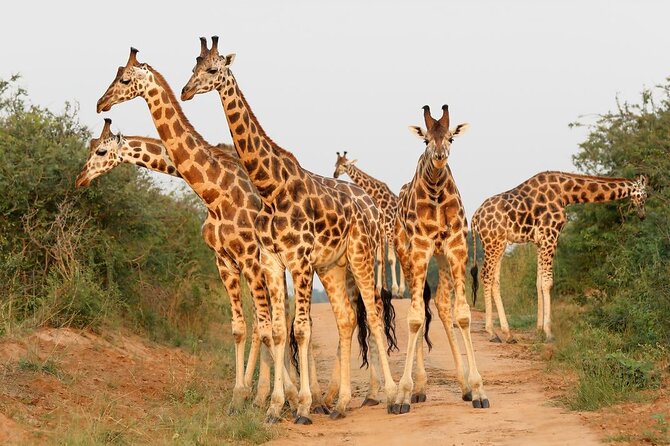 8-Day Murchison Falls, Chimp and Epic Gorilla Trekking - Transportation and Logistics