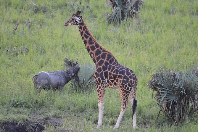 8-Day Private Uganda Big 5 Luxury Safari With Gorillas and Chimps - Encountering the Big 5 in Queen Elizabeth
