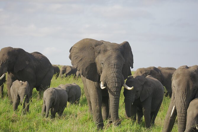 8 Days Green Season Offer - Luxury Serena Safari - Accommodation and Meals