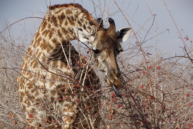 8 Days Safari to Mikumi NP, Ruaha NP and Nyerere NP + Isimila Stone Age Site - Private Transportation and Pickup
