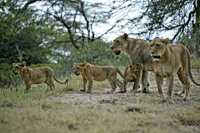 9- Days Classic Kenya Family Safari - Meals Included in the Package