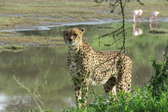 9 Days Safari To See Great Migration Crossing - Cultural Immersion Opportunities