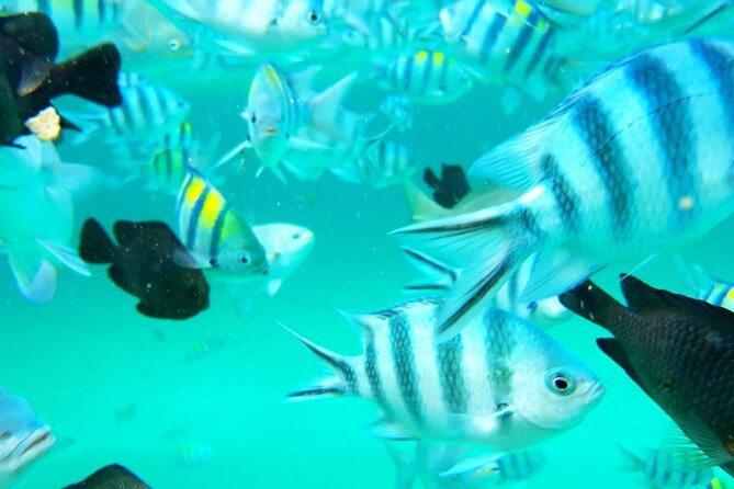 A Half Day Private Dolphins And Snorkeling Tour To Mnemba Island - Frequently Asked Questions