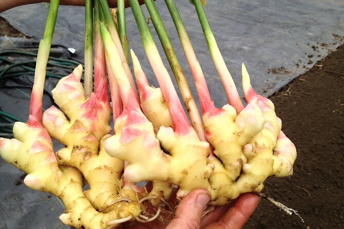 A Private Full Day Tour To Stone Town & Spice Farm - Booking and Cancellation