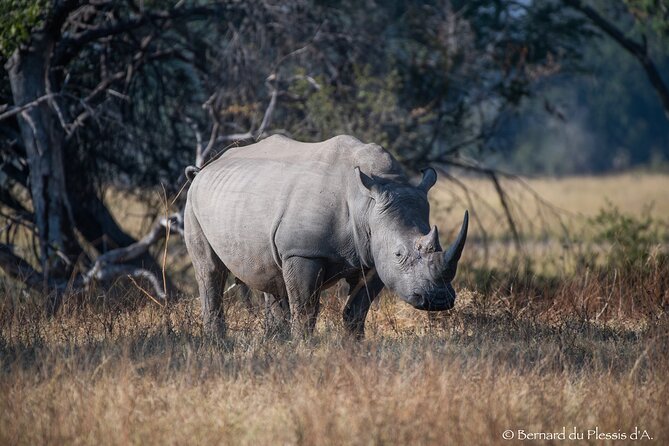 A Private White Rhino Game Drive Plus Short Walking Safari - Accessibility and Participation Information