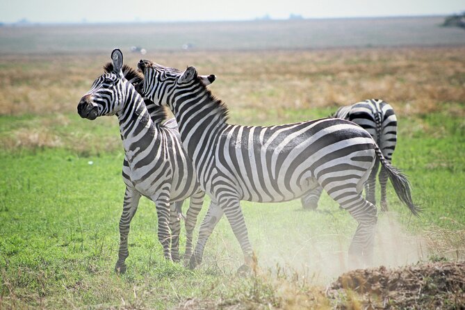 Affordable 4 Days Tanzania Private Mid-range Lodge Safari Tour - Preparing for the Adventure