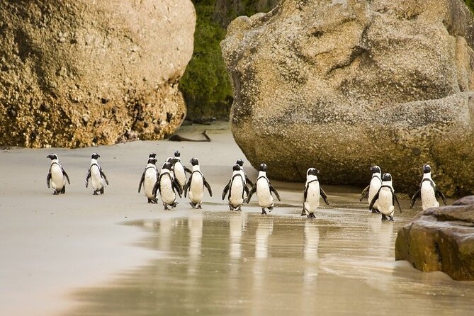 African Penguins (Boulders Beach) Half Day Tour From Cape Town - Pickup and Meeting Points