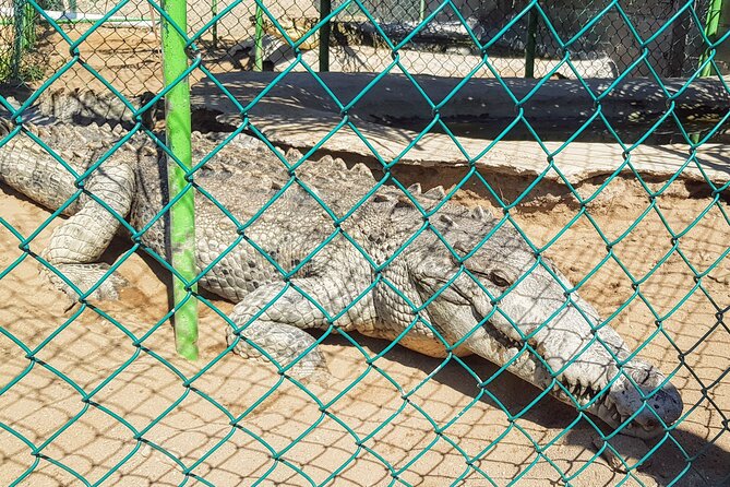 AfroMexican Village Experience-Horseback Ride-Turtle Hatch &Crocs - Booking and Confirmation