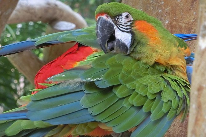 Airport IGU Round Trip & IGUassu Falls Brazilian Side & Bird Park - Tour Booking Information
