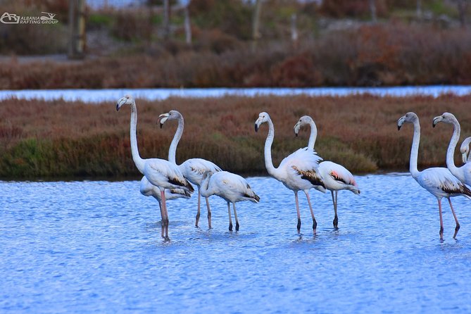 Albania Birdwatching, Kayaking, Bicycle National Park Divjaka Karavasta(ARG) - Booking Information
