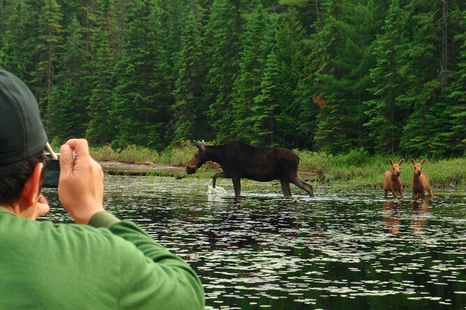 Algonquin Park 4-Day Luxury Moose/Beaver/Turtle Camping & Canoeing Adventure - Getting to the Meeting Point