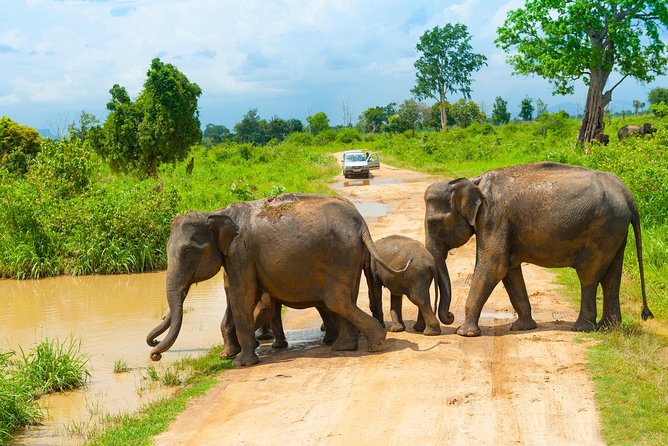 All Inclusive Udawalawa National Park Day Tour From Negombo - Detailed Itinerary
