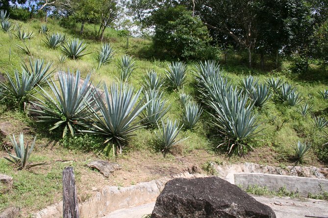 Amazing Vallarta - Guide Experiences