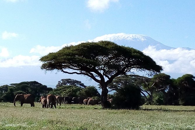 Amboseli National Park Day Trip:Mt Kilimanjaro Views - Customer Reviews