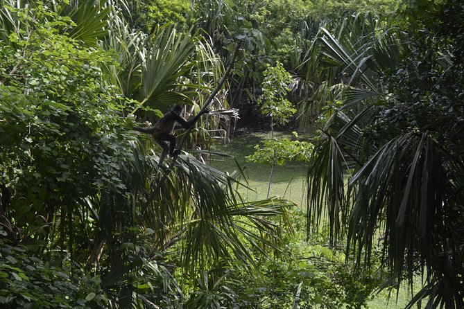 Ancient Chacchoben Mayan Ruins From Costa Maya - Feedback and Reviews