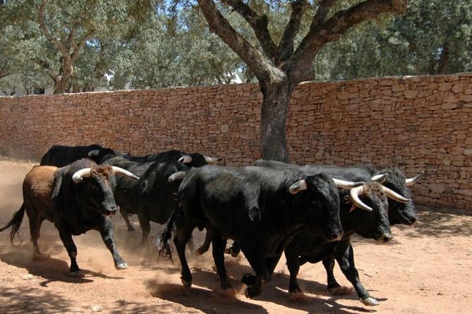 Andalucia Bull and Horse Farm and Ronda Private Tour From Malaga - Customer Reviews and Testimonials