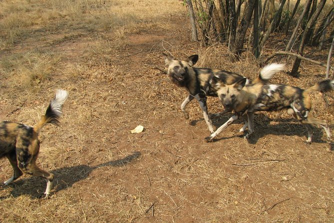 Ann Van Dyk Cheetah Centre Tour From Johannesburg or Pretoria - Nearby Attractions to Explore