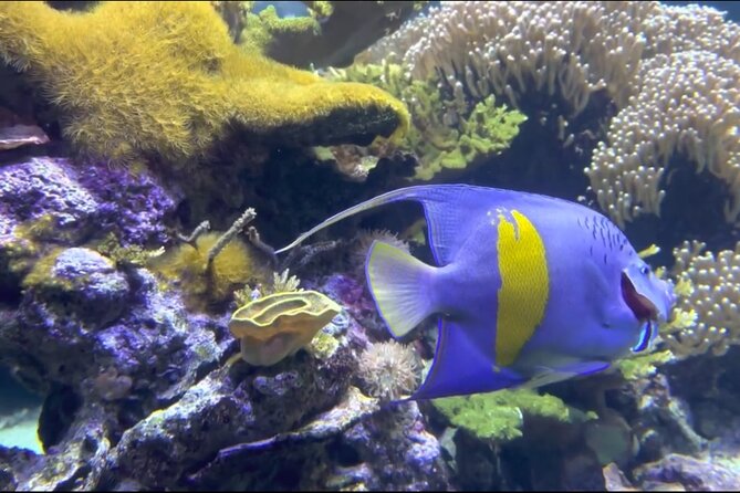 Aquarium of Genoa Reserved Entrance - Visitor Experiences and Feedback