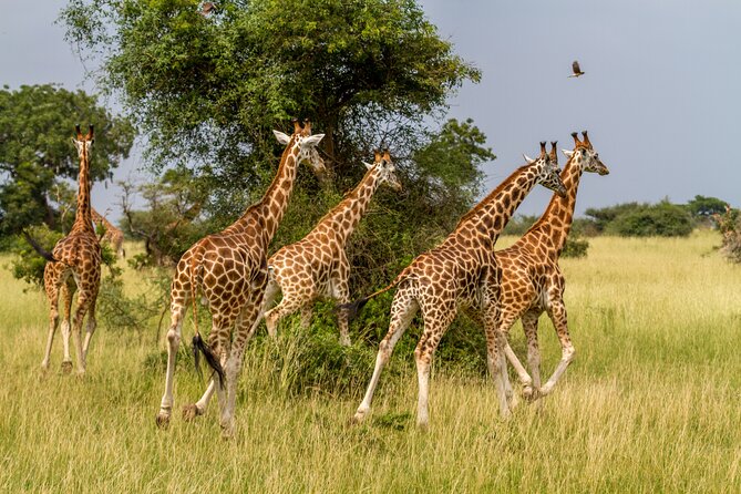Aquila Game Reserve Safari With Park Fees, Transport & Lunch - Guided Tour Experiences