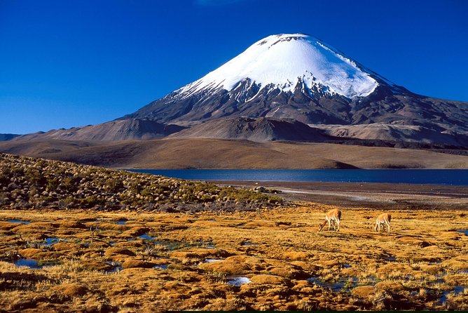 Arica: Full Day to Lauca National Park and Chungara Lake, Meals Included - Explore Volcanic Landscapes