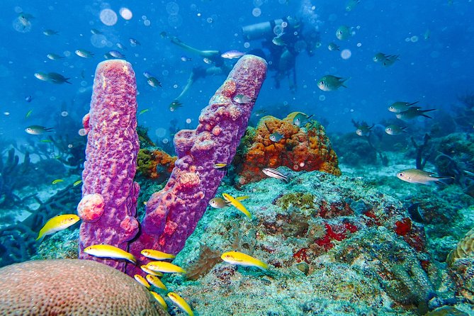Aruba Guided Night Dive Adventure: Shallow Reefs or Shipwrecks - Diving the Coral Reefs