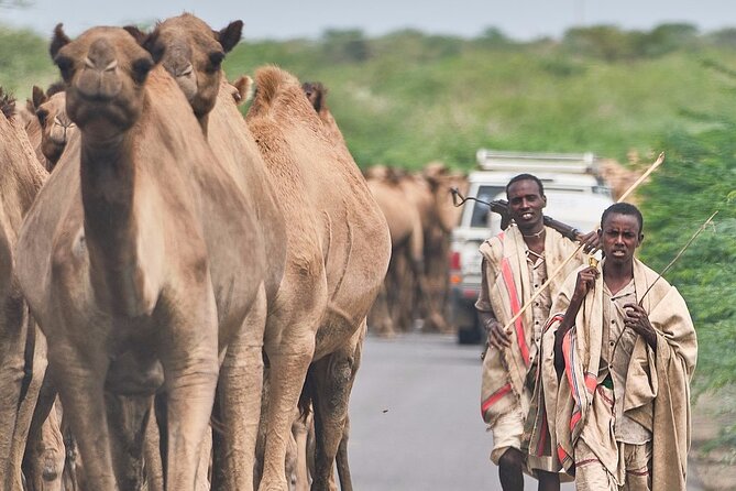 Awash National Park Tours - Wildlife Viewing Opportunities