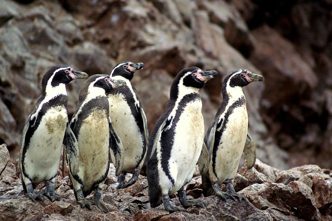 Ballestas Islands for Cruise Ship Passenger Paracas Harbour - Highlights of the Tour