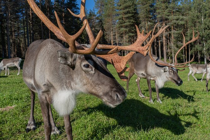 Bear and Arctic Animals 2 Day Trip From Rovaniemi - Meal Provisions