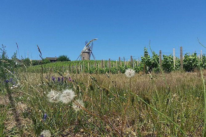 Beaujolais Region Wine Tasting Private Day Tour From Lyon - Transportation and Tastings
