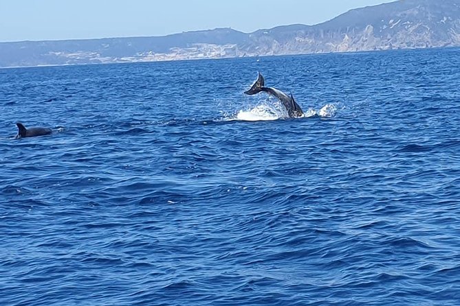 Become a Dolphin Protector! Lisbon Eco-Dolphin Watching - Enjoy Refreshments and Local Delights
