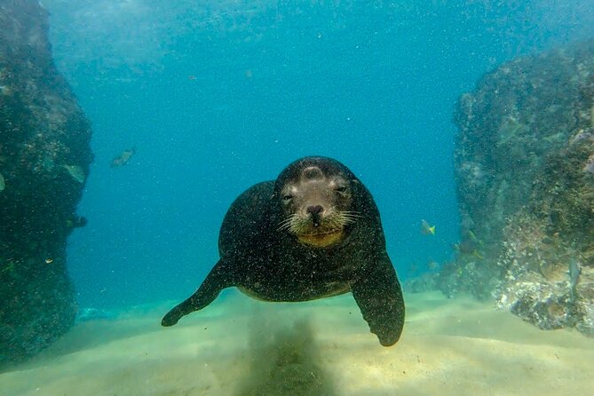 Beginner Scuba Diving in Cabo San Lucas - Booking Information