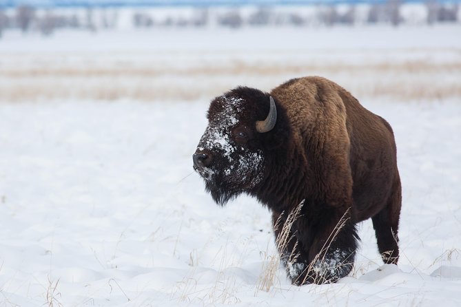 Best of Jackson Hole Wildlife Private Safari Tour - Wildlife Sightings and Encounters