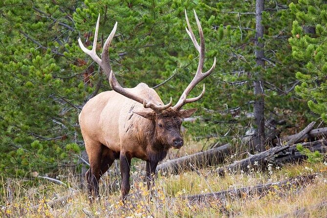 Best Of Yellowstone Full Day Natl Park Tour From Bozeman - Group Size and Comfort