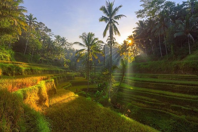 Best Ubud Tour With Jungle Swing And Lunch - Customer Reviews
