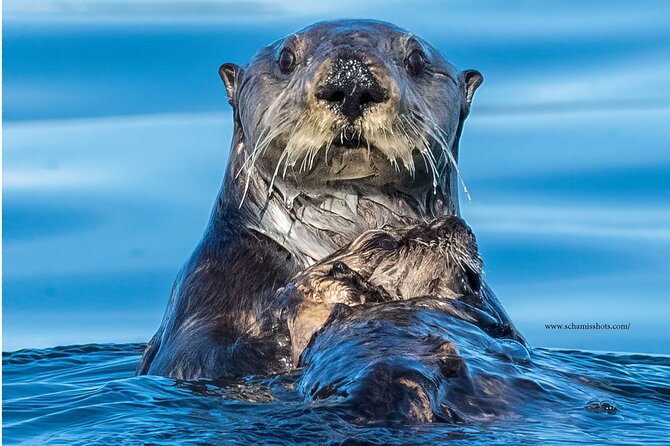 Best Whale Watching and Wildlife Shore Excursion in Sitka - Accessibility Considerations