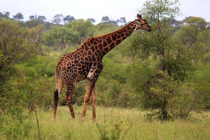 BIG 5 Kruger 3 Days Safari From Johannesburg - Highlights and Sightings