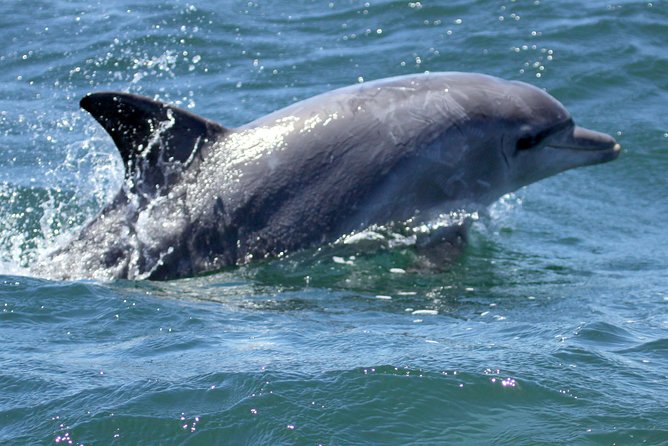 Big 5 Sea Safari in Walker Bay From Gansbaai - Feedback From Previous Tourists