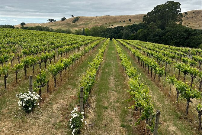 Big Bus San Francisco: Napa and Sonoma Valley Wine Tour - What to Expect on Tour