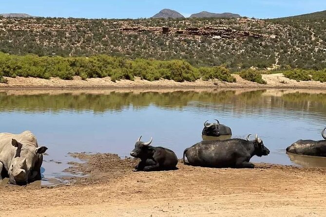 Big Five Safari Experience Near Cape Town ,South Africa - Booking Information