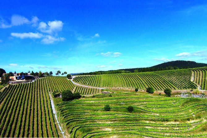 Bilbao Txakoli Wine Tour - Cancellation Policy and Support