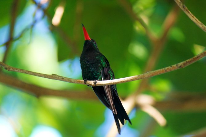 Bird Feeding Sanctuary, Montego Bay Highlights and Columbus Park Day Adventure - Tour Highlights: Columbus Park