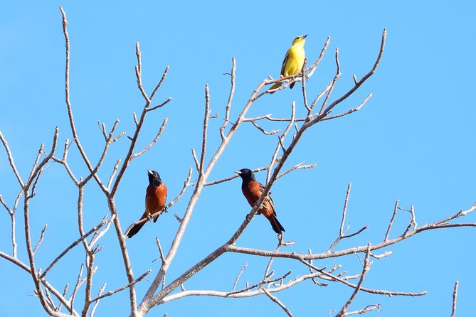 Birds of the Mayan World 1 - Experience Highlights