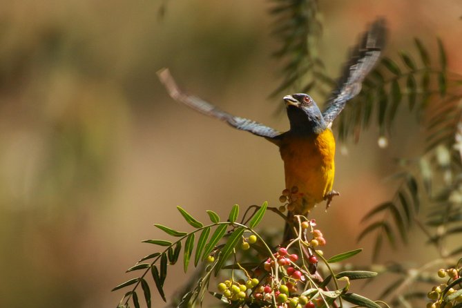 Birdwatching at Huacarpay Wetland in Cusco - Exploring the Huacarpay Wetland