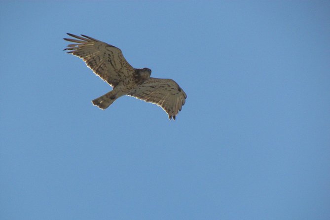 Birdwatching at Ria De Alvor - Booking and Cancellation