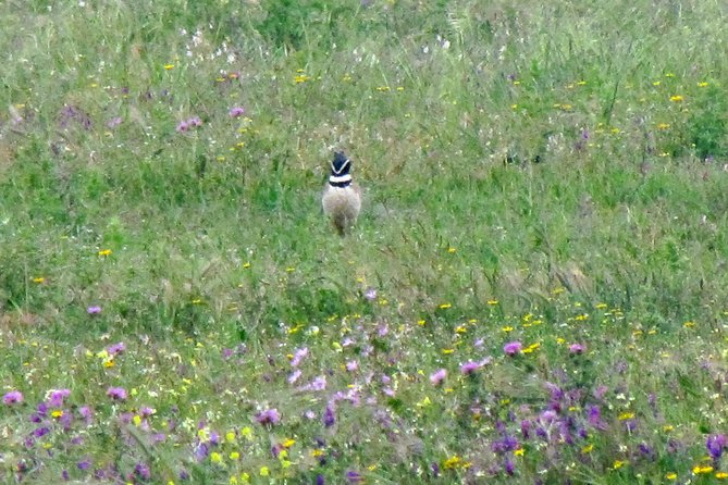 Birdwatching Day Around Sagres - Meeting Location and Timing